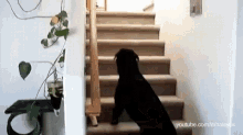 Dog Stairs GIF - Dog Stairs Cat GIFs