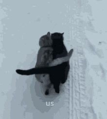 Love Cats GIF - Love Cats GIFs