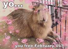 Capybara Valentine GIF