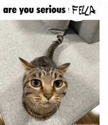a cat laying on a couch with the caption " are you serious ! fella "