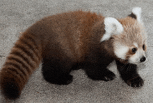 Red Pana Cute Animal GIF - Red Pana Cute Animal Panda GIFs