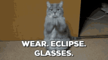 Cat Beg GIF - Cat Beg Wear Eclipse Glasses GIFs