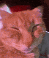 Cat Orange Cat GIF - Cat Orange Cat Red Cat GIFs