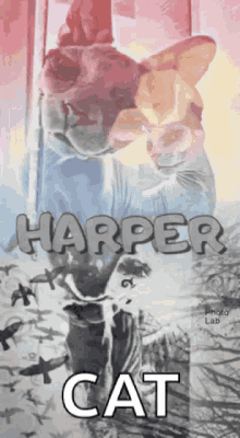Harper Cat GIF - Harper Cat Kitty GIFs