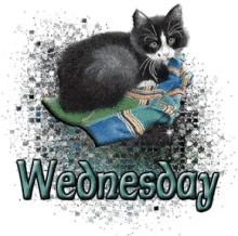 Wednesday Cat GIF - Wednesday Cat Stay Warm GIFs