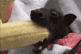 a bat is laying on a pink and white towel and eating a banana