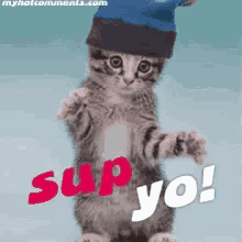 Sup Yo Kitten GIF - Sup Yo Kitten Hello GIFs