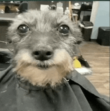 Dog Haircut GIF