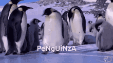 Penguinza Kolza GIF - Penguinza Kolza Cole Miller GIFs