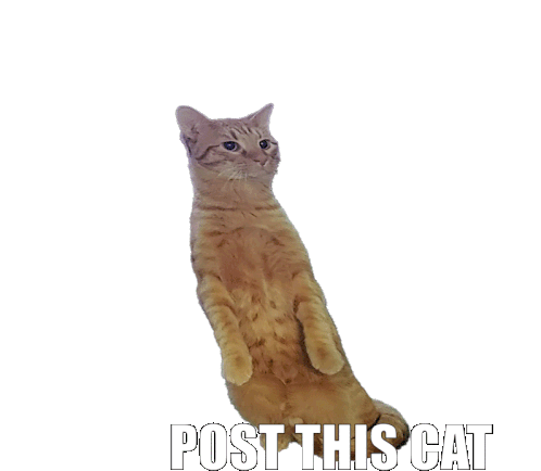 kitty & cat posts / memes