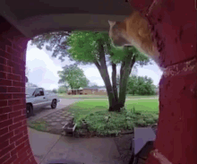 Cat Doorbell GIF - Cat Doorbell Orange GIFs