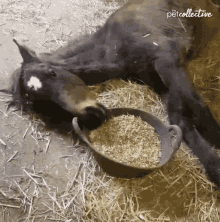Food Hungry GIF - Food Hungry Horse GIFs