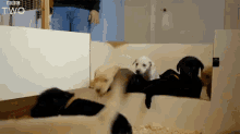Lots Of Little Doges GIF - 10puppies And Us Running Puppies GIFs