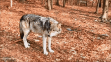 Wool Wolf Game GIF - Wool Wolf Game Woolish GIFs