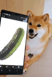 Pickle Doge GIF - Pickle Doge GIFs