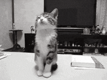 a black and white photo of a kitten standing on its hind legs on a table .