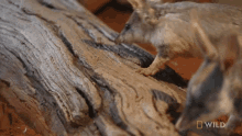 Sniffing Around National Geographic GIF - Sniffing Around National Geographic Meet The Bilby Of Taronga Zoo GIFs