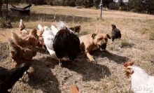 Playing Dog Dog GIF - Playing Dog Dog Chickens GIFs