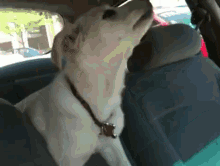 Dogs Can Never Stand Up In Cars GIF - Dog Car Slip GIFs