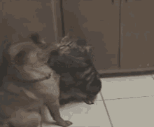 Dogs Fight GIF - Dogs Fight Funny GIFs