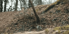 a person is walking down a path in the woods with a log in the foreground .