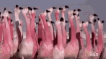 Flamingos Pink GIF - Flamingos Pink GIFs
