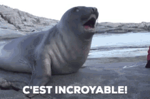 Incroyable Cest Incroyable GIF - Incroyable Cest Incroyable Seal GIFs