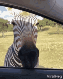 Zebra Car GIF