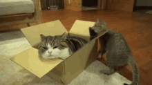 Box Fight GIF - Kitten Cat Box GIFs