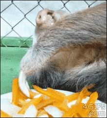 Sloth Carrots GIF - Sloth Carrots Me Time GIFs