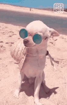 a small white dog wearing sunglasses and a straw hat