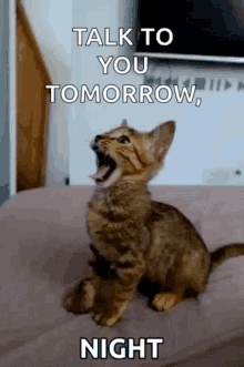 cat tomorrow