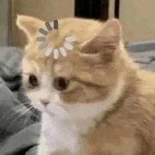 a close up of a cat 's face with a loading bar on its head .