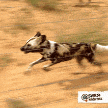 a dog is running behind a wire fence with a sign that says swr on it
