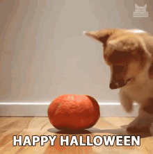 Happy Halloween Excited GIF - Happy Halloween Excited Jumping Dog GIFs