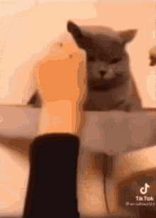 Cat In Rubber Band GIF - Cat In Rubber Band GIFs