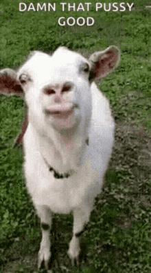 Damn That Pussy Good Lick GIF - Damn That Pussy Good Lick Goat GIFs