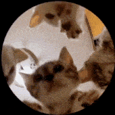 Cat Party GIF - Cat Party GIFs
