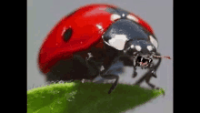 Bug Lady Bug GIF - Bug Lady Bug GIFs