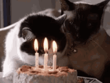 Cat Cake GIF - Cat Cake Birthday GIFs