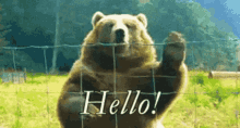 waving bear hello bear hello giorno