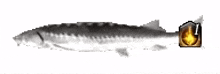 joeldynamis dynamis