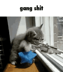 Gang Cat GIF - Gang Cat GIFs