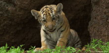 Tiger Baby GIF - Tiger Baby Cute GIFs