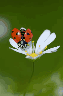 Ladybird GIF - Ladybird GIFs