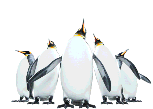 Penguins Squad Sticker - Penguins Squad Dancing Stickers