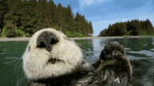 A Friend GIF - Otter Swimming Friendly GIFs