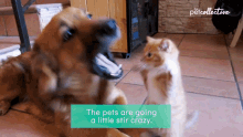 The Pets Are Going A Little Stir Crazy The Pet Collective GIF - The Pets Are Going A Little Stir Crazy The Pet Collective Poke GIFs