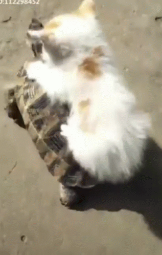 Going For A Ride GIF - Cats Funny Animals W Inter - Discover