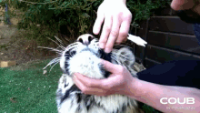 Tiger Teeth GIF - Tiger Teeth Pull GIFs